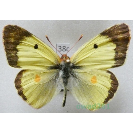 Colias erate (Esper, 1805) male Czech38c